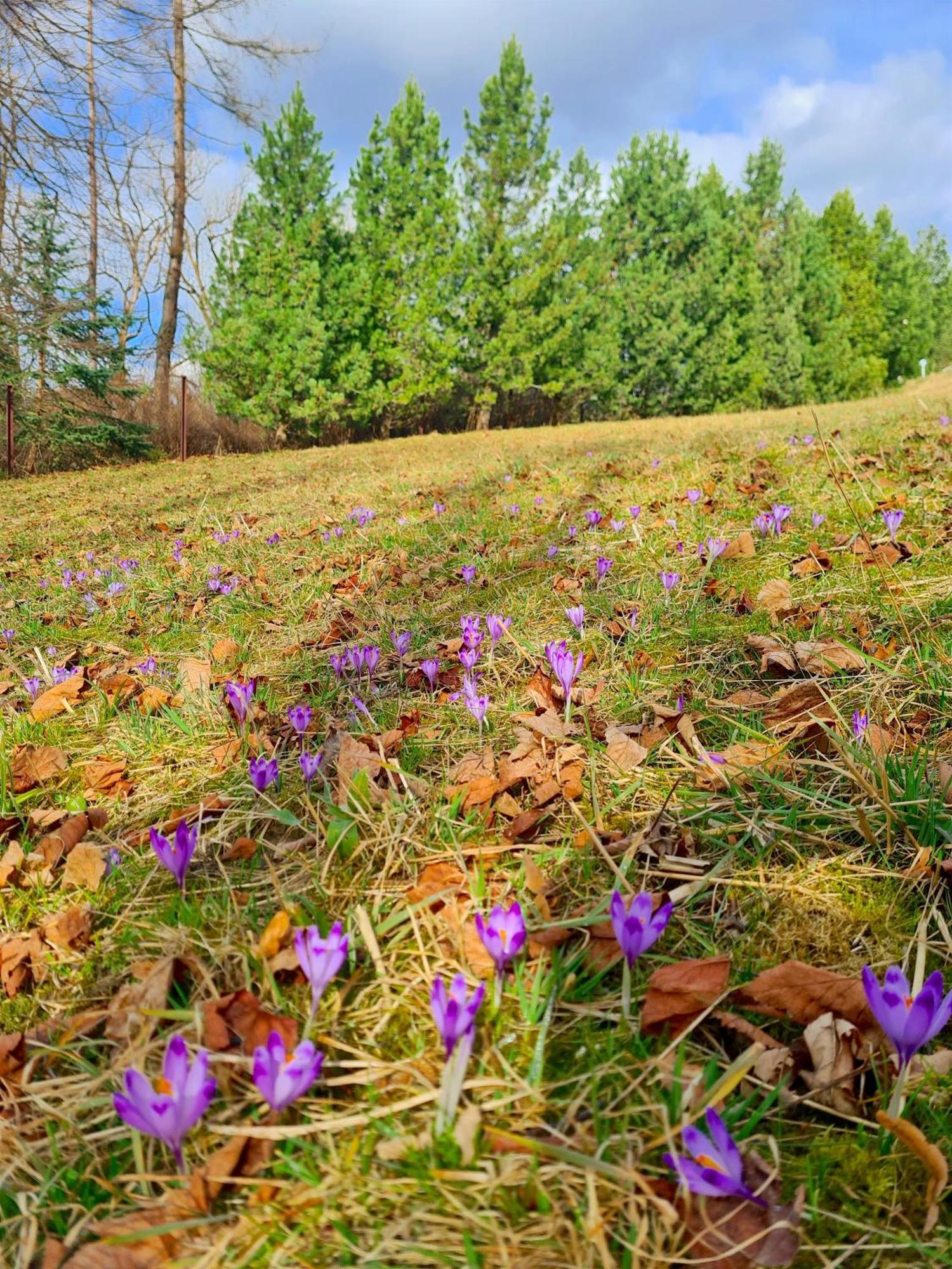 Apartamenty Skalna Chata Zakopane Dış mekan fotoğraf